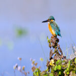 129Bird Watching Tour in Aswan