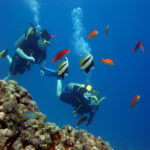 35220 scuba ocean sea diving fishes tropical underwaterScuba diving Marsa Alam