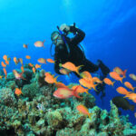 PADI Discover scuba diving 3Scuba diving Sharm El Sheikh