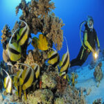 Scuba diving Sharm El Sheikh