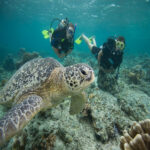 TFSL south gilis uw 3Scuba diving Marsa Alam 1