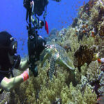 maxresdefaultScuba diving Sharm El Sheikh