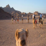 stargazing in hurghada desert with bedouin dinner NoiesBedouin Safari and Star Gazing Tour